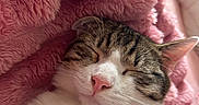Apple a rejoint le concours — aidez-le/la à gagner de superbes lots ! cat, tabby, white_fur, sleeping, cozy, blanket, pink, soft_texture, whiskers, close_up, pet, domestic_cat, relaxed, cute, fur, indoor, resting, peaceful, snuggle, animal