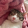 animal, blanket, cat, close_up, cozy, cute, domestic_cat, fur, indoor, peaceful, pet, pink, relaxed, resting, sleeping, snuggle, soft_texture, tabby, whiskers, white_fur