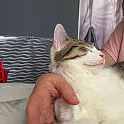 Apple a rejoint le concours — aidez-le/la à gagner de superbes lots ! cat, pet, relaxed, sleeping, paw, hand, person, indoor, comfort, fur, white, tabby, striped, pink, skin, table, gray_wall, curtain, closeup, resting