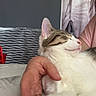 cat, closeup, comfort, curtain, fur, gray_wall, hand, indoor, paw, person, pet, pink, relaxed, resting, skin, sleeping, striped, tabby, table, white