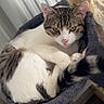 Apple a rejoint le concours — aidez-le/la à gagner de superbes lots ! cat, tabby, white, cat_bed, hammock, scratching_post, indoor, pet, feline, cozy, resting, curled_up, fur, animal, domestic, cute, looking, relaxed, household, closeup