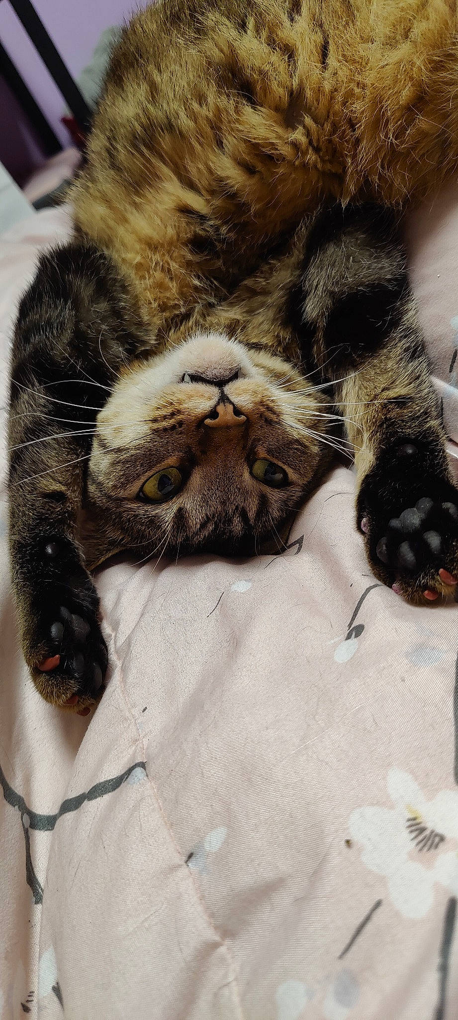 Gaston is registered to the contest to win money with this photo: big_cats, carnivore, cat, claw, close_up, comfort, domestic_short_haired_cat, eye, fawn, felidae, fur, nap, paw, small_to_medium_sized_cats, snout, tail, terrestrial_animal, whiskers, wildlife, wrinkle