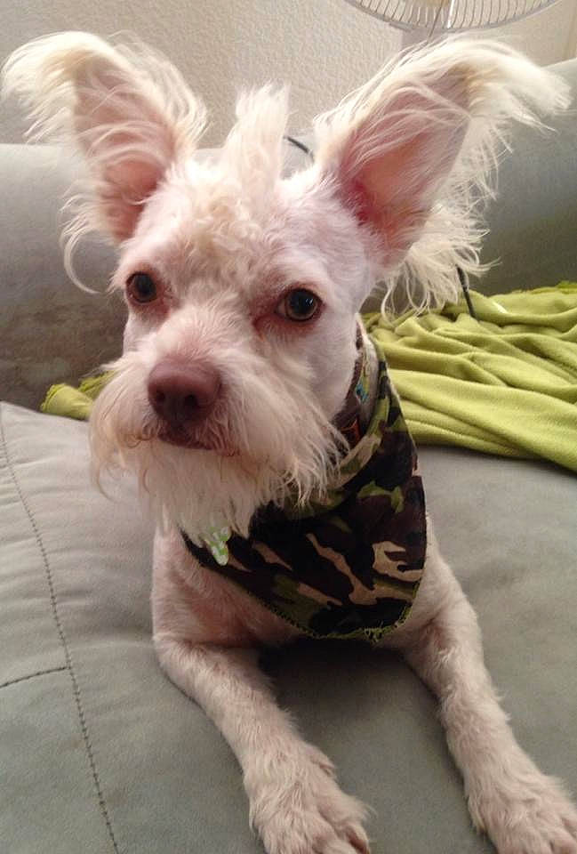 Bronson joined the competition — help win amazing prizes! canidae, carnivore, collar, companion_dog, dog, dog_breed, dog_clothes, dog_collar, dog_supply, ear, fawn, fur, pet_supply, scottish_terrier, snout, sporting_group, terrestrial_animal, toy_dog, whiskers, working_animal