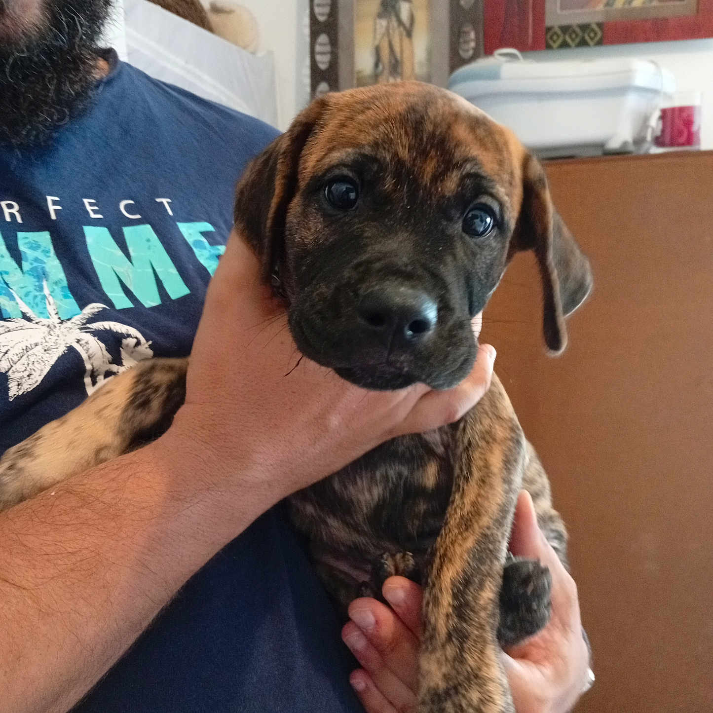 Alto participe au concours pour gagner de l'argent avec cette photo : animal, brindle, brown, canine, casual, closeup, cute, dog, face, furry, hand, holding, home, indoor, looking, person, pet, portrait, puppy, young