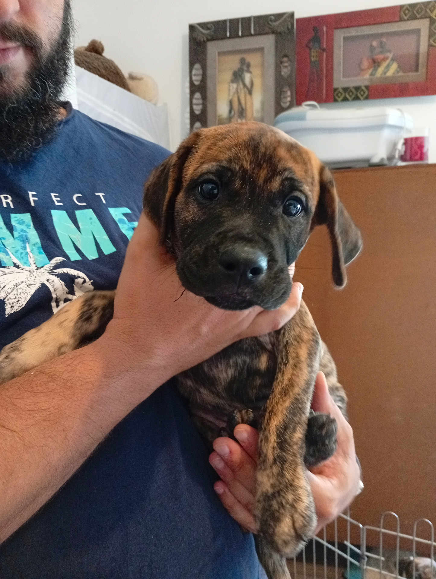 Alto participe au concours pour gagner de l'argent avec cette photo : puppy, dog, person, hand, indoor, holding, face, pet, brown, brindle, cute, animal, portrait, young, furry, canine, looking, closeup, home, casual