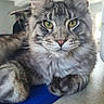 cat, maine_coon, tabby, fluffy, long_hair, gray_fur, green_eyes, yellow_eyes, whiskers, paws, ears, close_up, portrait, indoor, pet, feline, sitting, blue_mat, wood_floor, alert