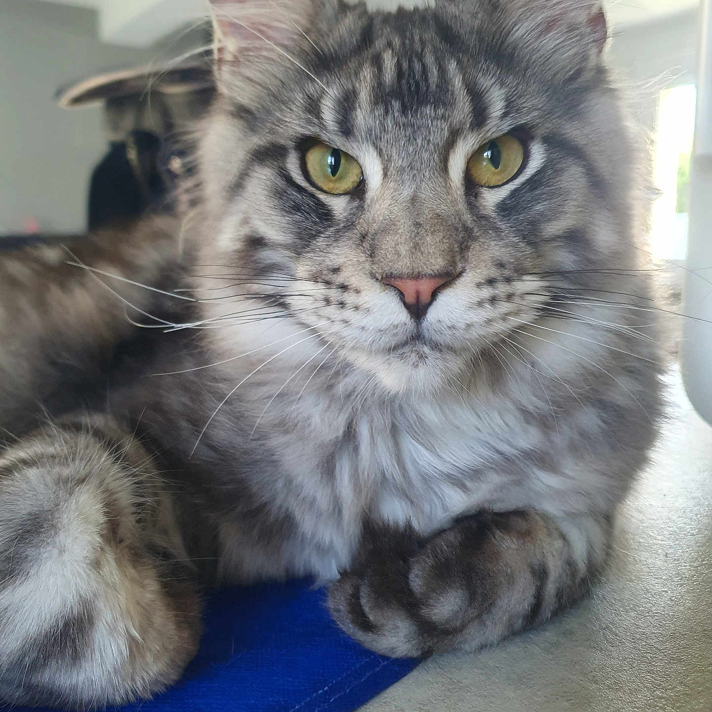 Arés a rejoint le concours — aidez-le/la à gagner de superbes lots ! cat, maine_coon, tabby, fluffy, long_hair, gray_fur, green_eyes, yellow_eyes, whiskers, paws, ears, close_up, portrait, indoor, pet, feline, sitting, blue_mat, wood_floor, alert