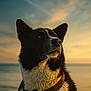 dog, canine, portrait, sunset, golden_hour, ocean, beach, water, sky, clouds, fur, whiskers, muzzle, collar, pet, outdoor, nature, close_up, serene, ears