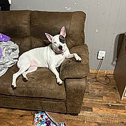 Pookie is registered to the contest to win money with this photo: dog, white_dog, patch, couch, brown_couch, living_room, wood_floor, bag, colorful_bag, pet, relaxed, indoor, wall, power_outlet, furniture, floor, domestic, animal, canine, resting
