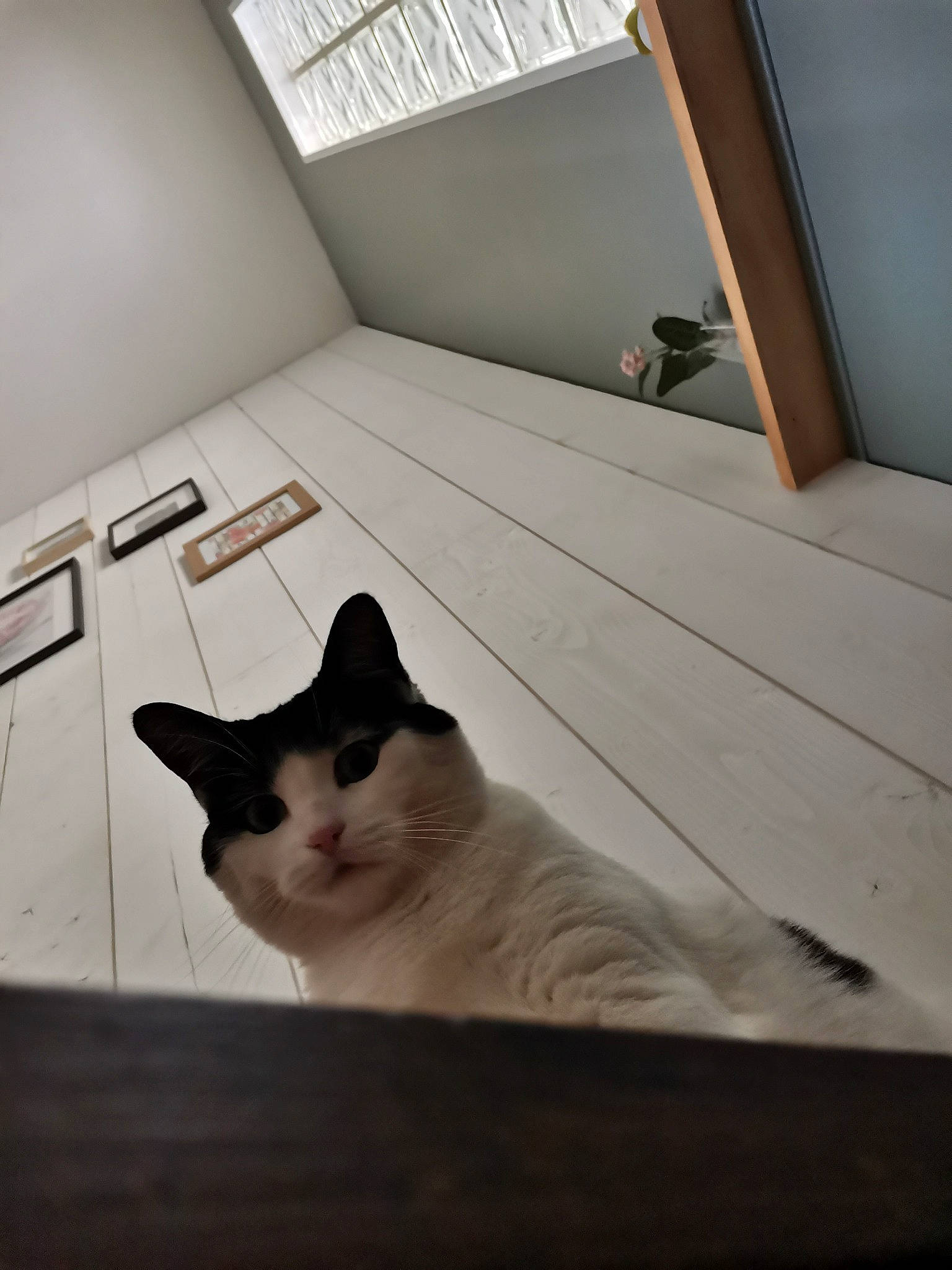 Miss participe au concours pour gagner de l'argent avec cette photo : carnivore, cat, comfort, domestic_short_haired_cat, felidae, floor, flooring, fur, grey, hardwood, line, paw, room, small_to_medium_sized_cats, snout, tail, tints_and_shades, whiskers, window, wood