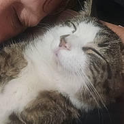 Dawg joined the competition — help win amazing prizes! cat, tabby, white_fur, pet, sleeping, person, cuddling, closeup, face, relaxation, domestic_animal, feline, whiskers, fur, nap, comfort, affection, indoor, companion, rest