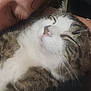 cat, tabby, white_fur, pet, sleeping, person, cuddling, closeup, face, relaxation, domestic_animal, feline, whiskers, fur, nap, comfort, affection, indoor, companion, rest