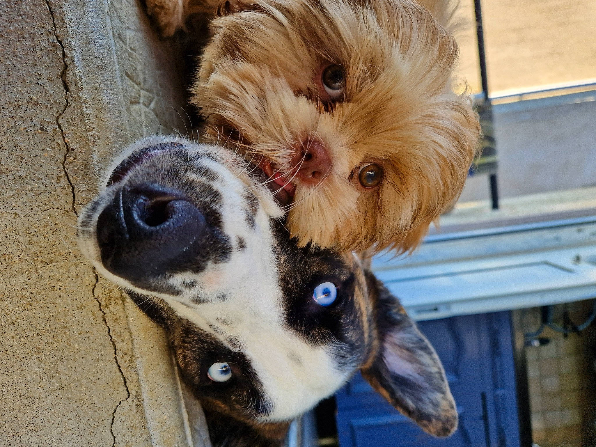 Tucker participe au concours pour gagner de l'argent avec cette photo : canidae, carnivore, collar, companion_dog, dog, dog_breed, dog_supply, ear, eye, fawn, fur, liver, pet_supply, snout, sporting_group, terrestrial_animal, toy_dog, whiskers, wood, working_animal