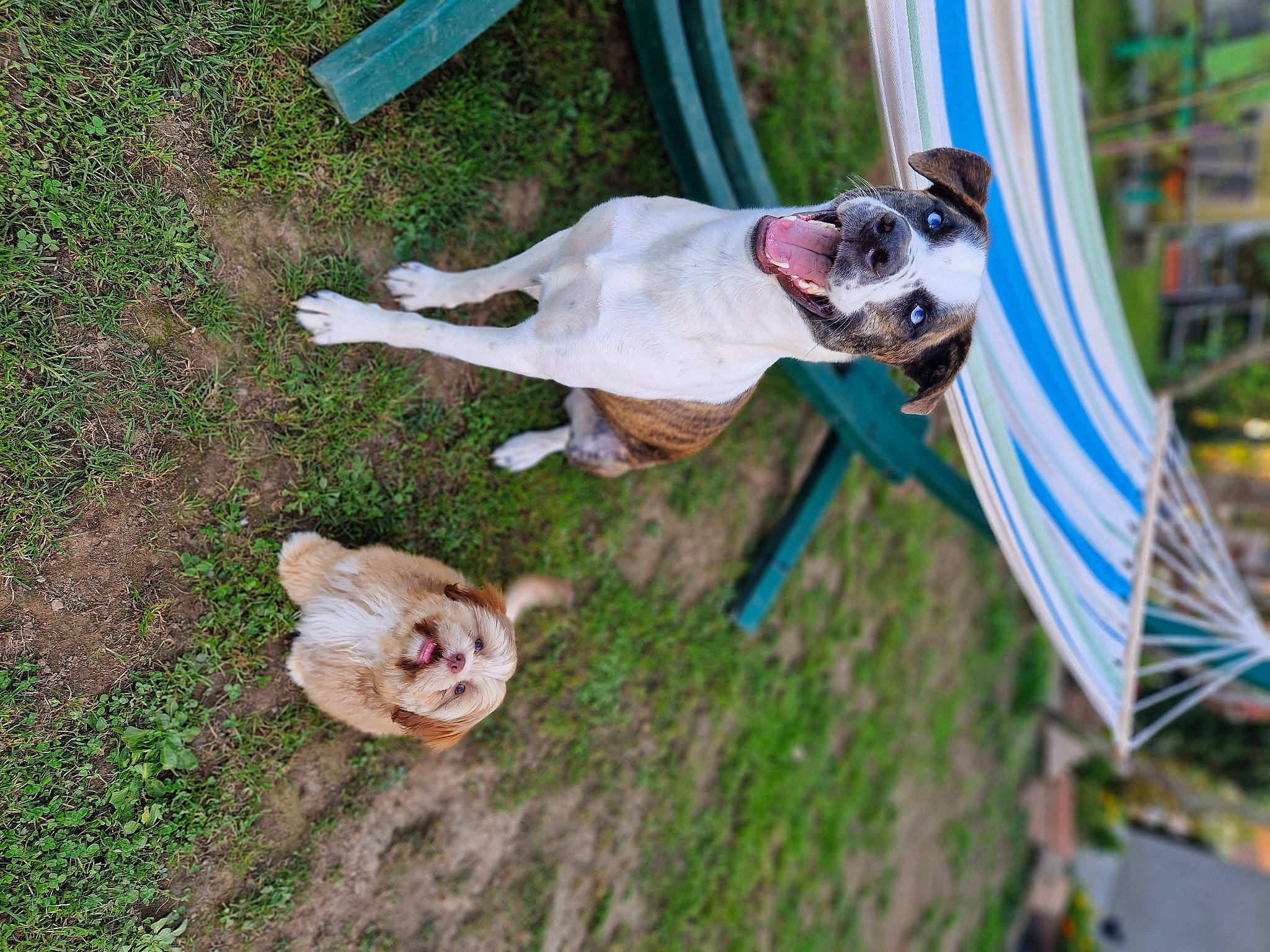 Tucker a rejoint le concours — aidez-le/la à gagner de superbes lots ! canidae, carnivore, collar, companion_dog, dog, dog_breed, dog_collar, dog_supply, fawn, fun, grass, leash, mammal, pet_supply, plant, sporting_group, tail, tree, wood, working_animal