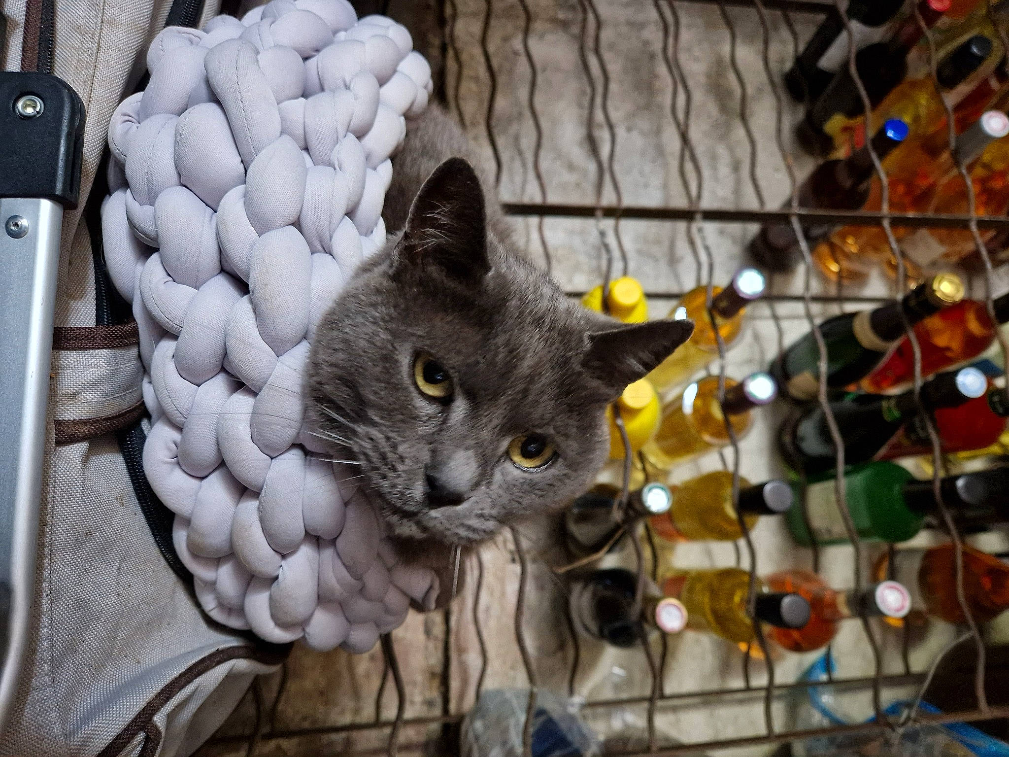 Folio participe au concours pour gagner de l'argent avec cette photo : animal_shelter, black_cat, cage, carnivore, cat, domestic_short_haired_cat, felidae, fur, grey, mesh, metal, pattern, paw, russian_blue, small_to_medium_sized_cats, snout, tail, whiskers, wood
