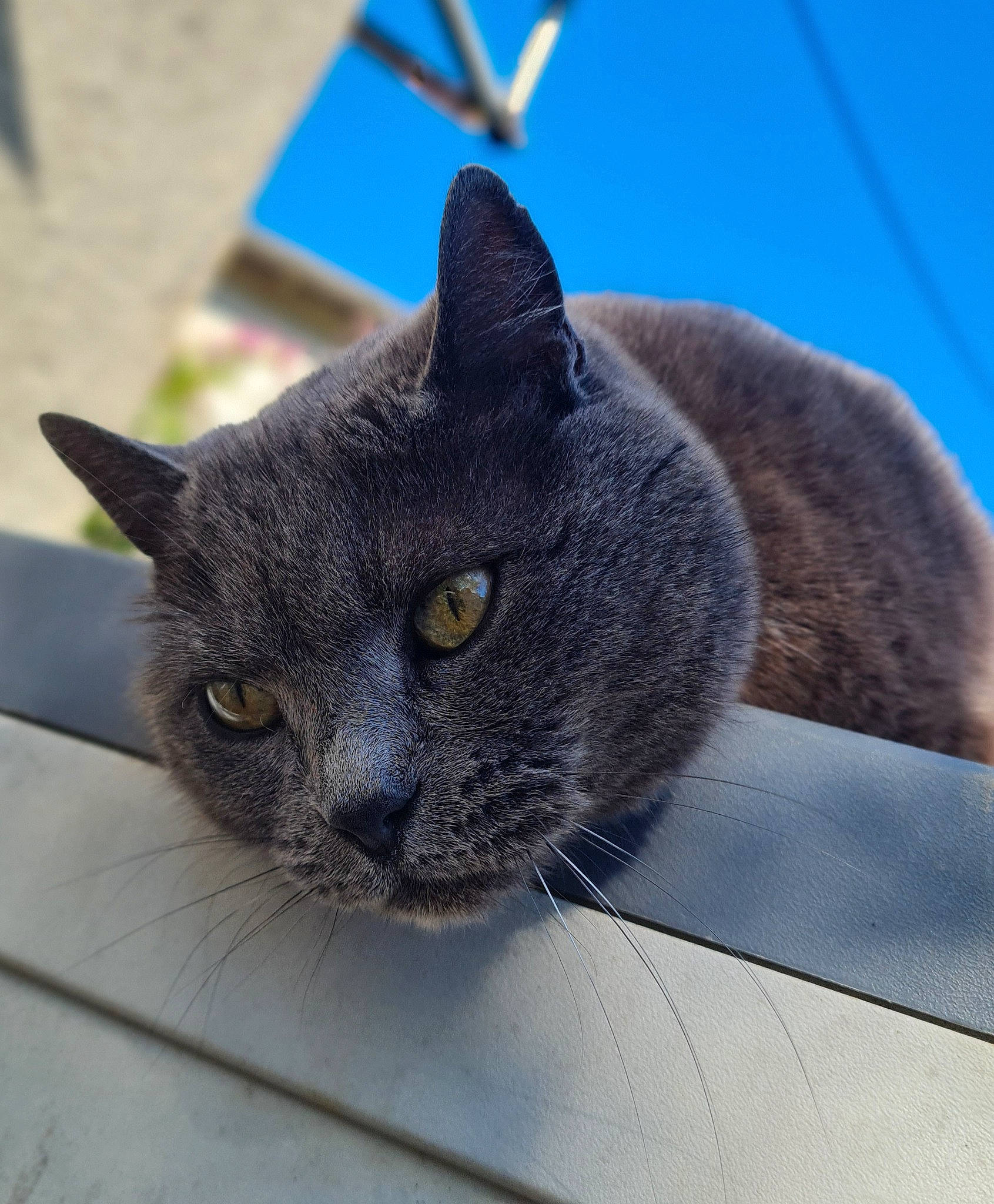 Folio a rejoint le concours — aidez-le/la à gagner de superbes lots ! carnivore, cat, domestic_short_haired_cat, electric_blue, felidae, fur, grey, russian_blue, small_to_medium_sized_cats, snout, terrestrial_animal, whiskers, window