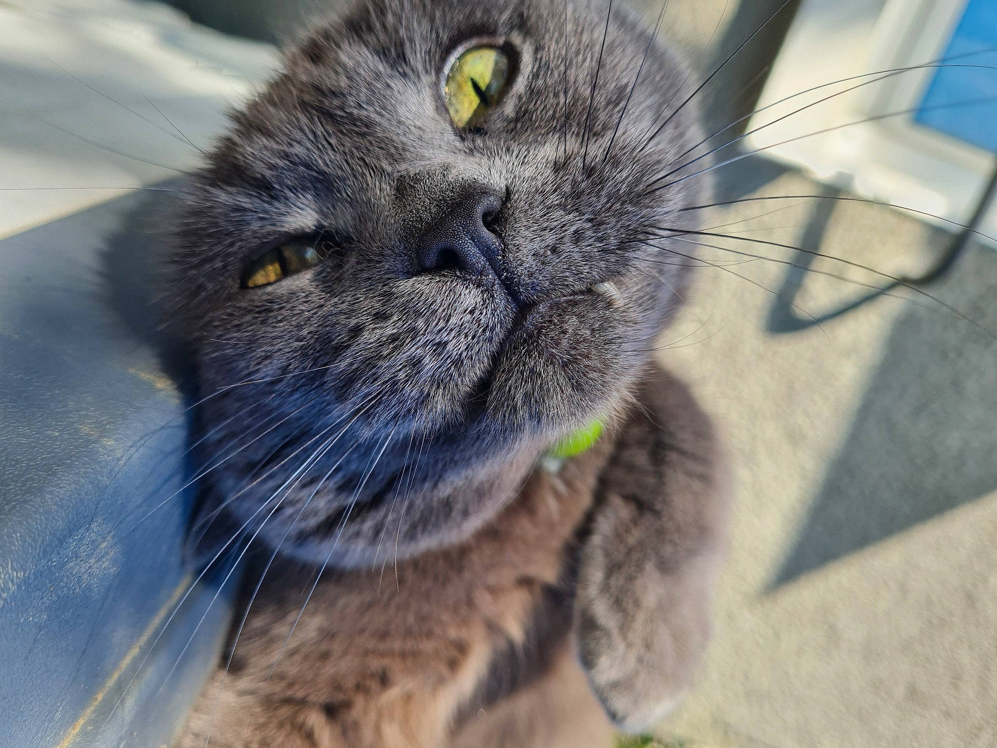 Folio a rejoint le concours — aidez-le/la à gagner de superbes lots ! british_longhair, carnivore, cat, chartreux, domestic_short_haired_cat, felidae, fur, grey, paw, small_to_medium_sized_cats, terrestrial_animal, whiskers, wildlife