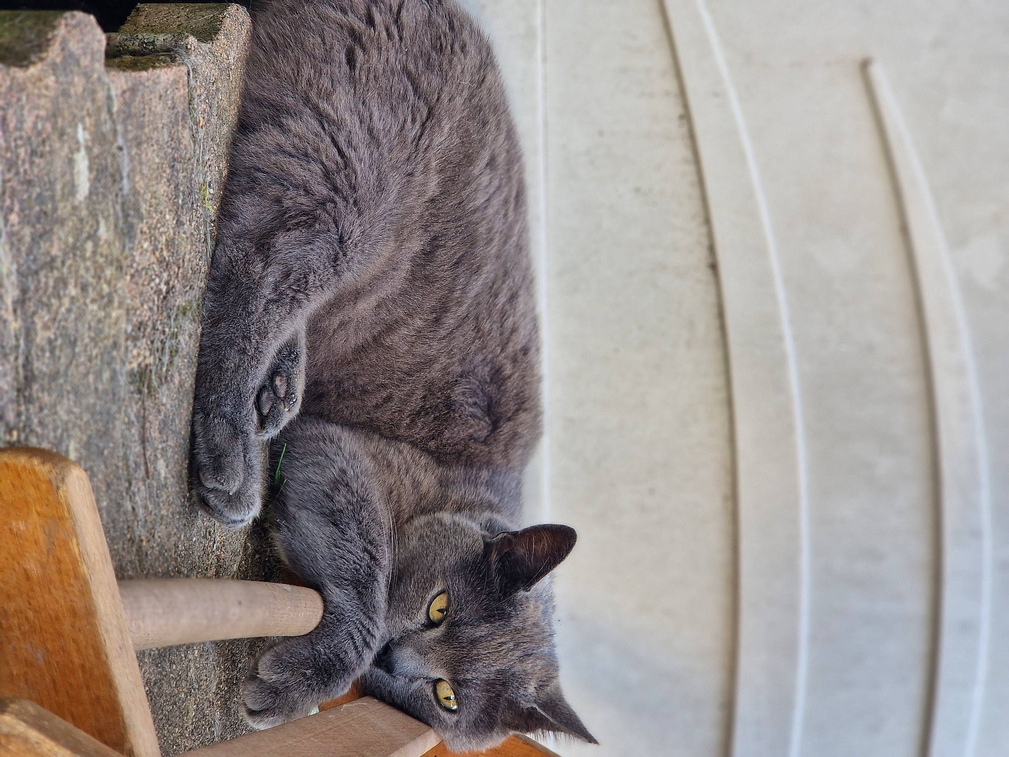 Folio participe au concours pour gagner de l'argent avec cette photo : black_cat, carnivore, cat, chartreux, circle, dishware, domestic_short_haired_cat, felidae, fur, grey, plant, russian_blue, sitting, small_to_medium_sized_cats, snout, tail, whiskers, wood