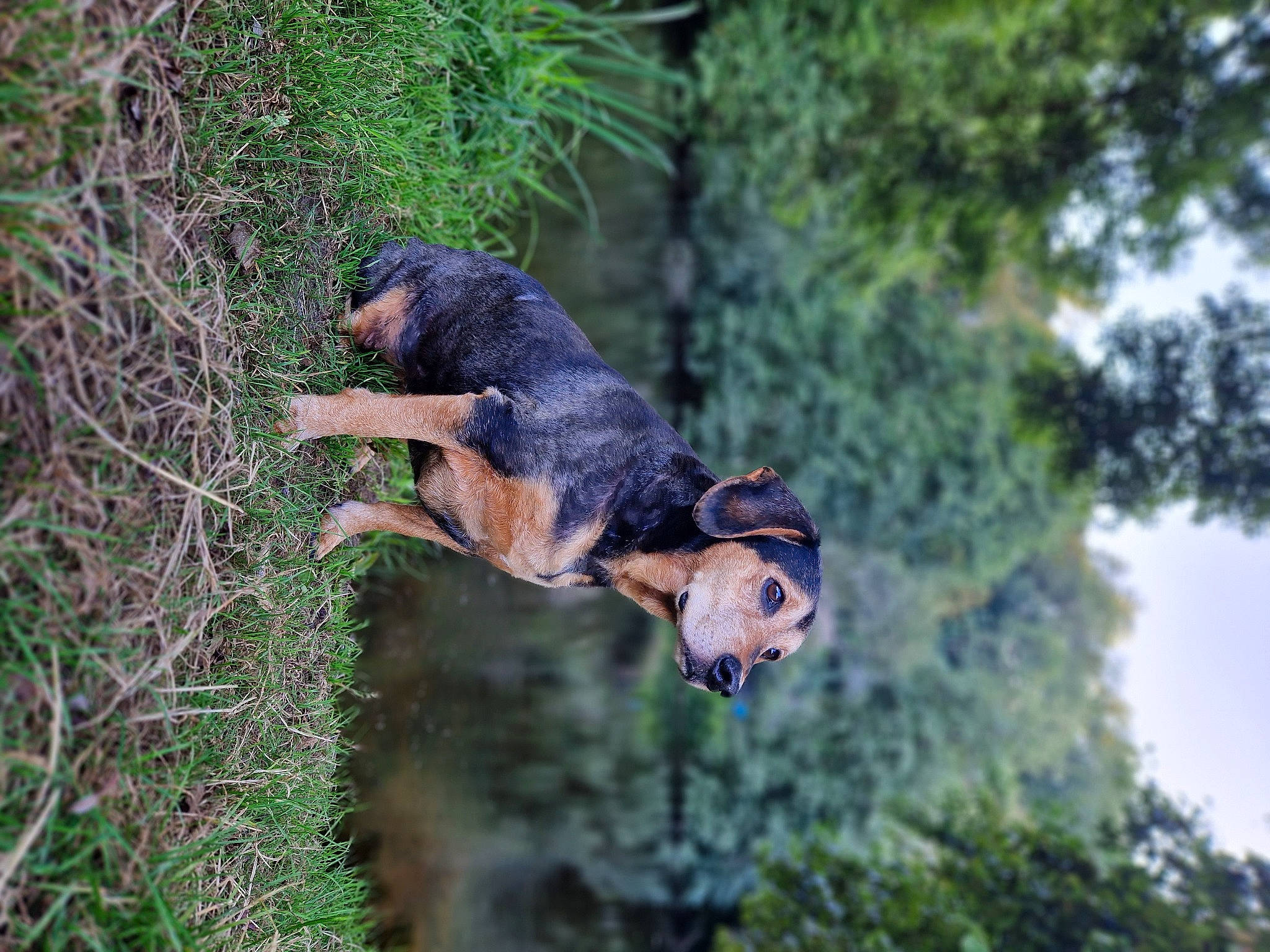 Idem a rejoint le concours — aidez-le/la à gagner de superbes lots ! canidae, carnivore, dog, dog_breed, fawn, forest, grass, plant, sky, snout, sporting_group, tail, terrestrial_animal, tree, trunk, twig, vegetation, wildlife, wood, working_dog