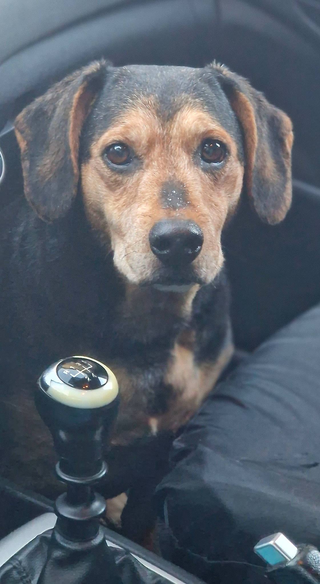 Idem participe au concours pour gagner de l'argent avec cette photo : canidae, carnivore, circle, companion_dog, dog, dog_breed, drinkware, fawn, fur, hound, hunting_dog, snout, sporting_group, whiskers