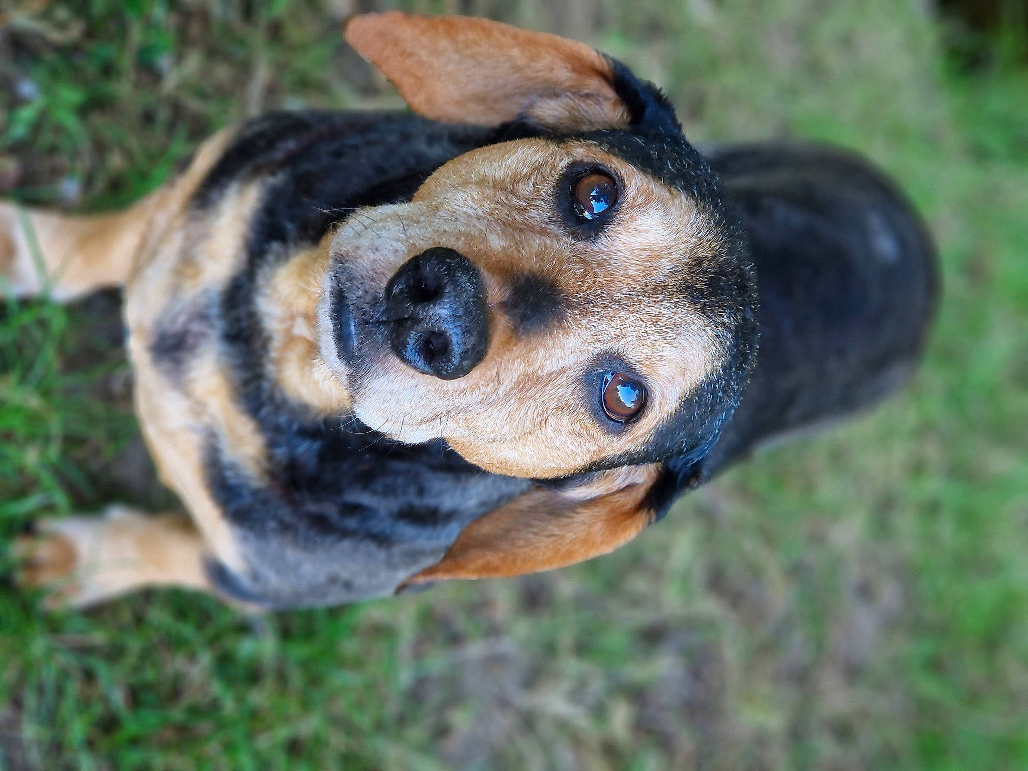 Idem participe au concours pour gagner de l'argent avec cette photo : australian_cattle_dog, canidae, carnivore, collar, companion_dog, dog, dog_breed, dog_collar, fawn, fur, grass, guard_dog, pinscher, plant, snout, sporting_group, terrestrial_animal, whiskers, wildlife, working_animal