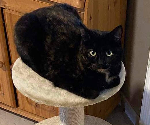 Socrate a rejoint le concours — aidez-le/la à gagner de superbes lots ! black_cat, carnivore, cat, cat_furniture, cat_supply, domestic_short_haired_cat, felidae, fur, grey, pet_supply, small_to_medium_sized_cats, snout, tail, terrestrial_animal, whiskers, window