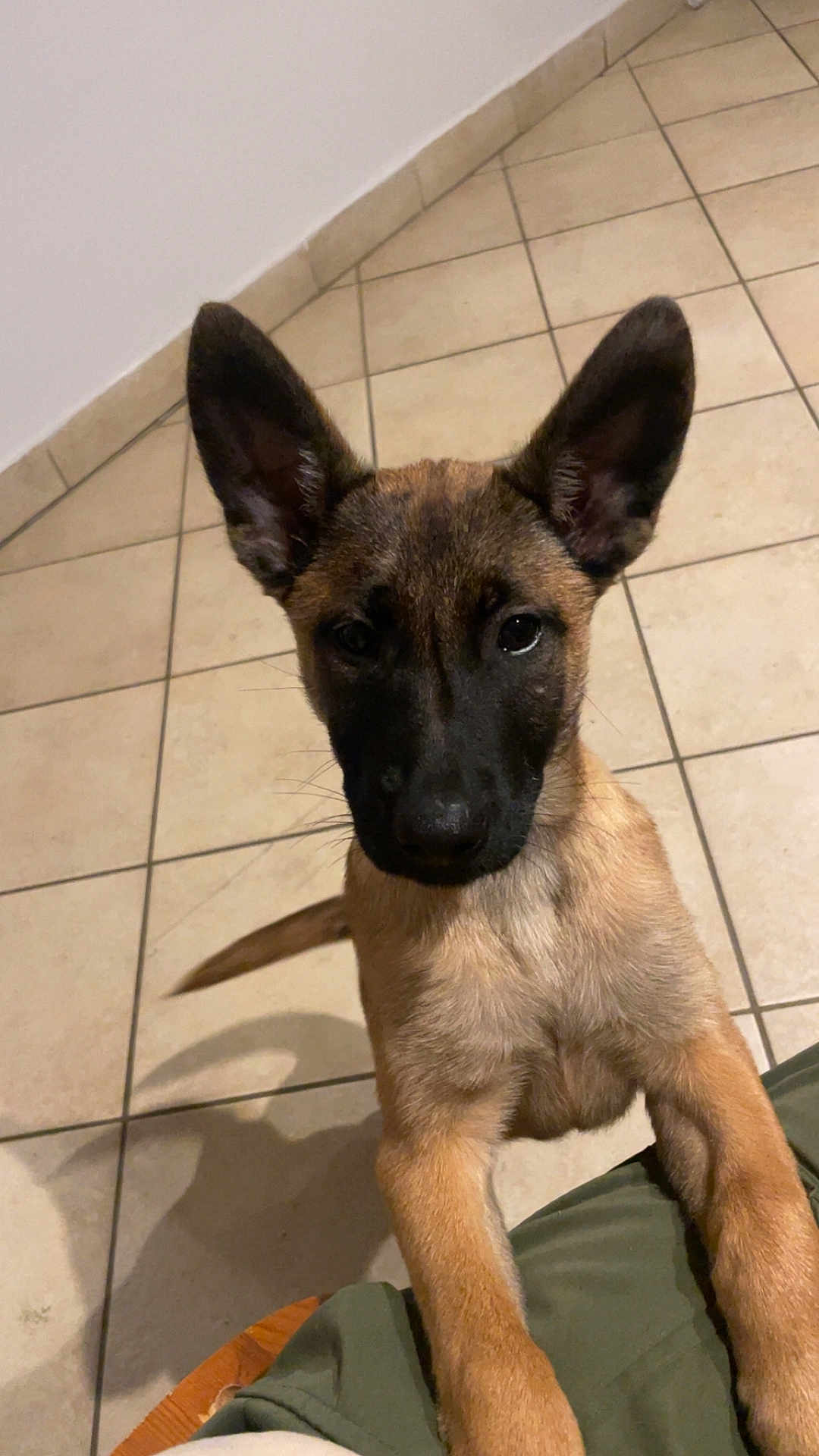 Vaiana participe au concours pour gagner de l'argent avec cette photo : animal, black_muzzle, brown_fur, canine, close_up, companion, curious, dog, ears, floor, front_legs, indoor, looking_up, pet, puppy, shadow, standing, tile_floor, wall, young_dog