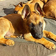Azur a rejoint le concours — aidez-le/la à gagner de superbes lots ! animal, brown_fur, canine, cushion, cute, daylight, dog, ears, fur, lying_down, multiple_dogs, outdoor, paw, pet, puppy, relaxed, resting, sleepy, sunlight, young
