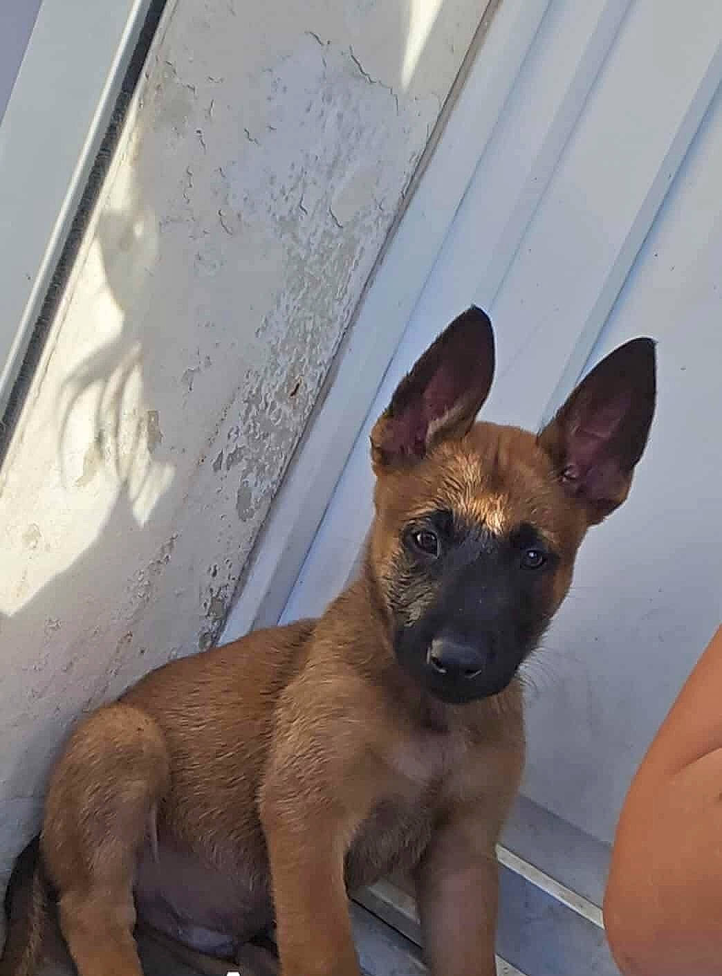 alert, animal, brown, canine, companion, cute, dog, door, ears, fur, outdoor, pet, portrait, puppy, shadow, sitting, sunlight, texture, wall, young