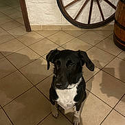 Nouki a rejoint le concours — aidez-le/la à gagner de superbes lots ! animal, barrel, black_and_white, calm, companion, dog, domestic, ears, floor_tile, fur, house, indoor, pet, quiet, rustic, shadow, sitting, tile_floor, wagon_wheel, wall