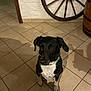 animal, barrel, black_and_white, calm, companion, dog, domestic, ears, floor_tile, fur, house, indoor, pet, quiet, rustic, shadow, sitting, tile_floor, wagon_wheel, wall