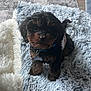 Bowser joined the competition — help win amazing prizes! adorable, animal, black_and_brown, blanket, collar, companion, cozy, cute, dog, fluffy, fur, home, indoor, looking_up, pet, puppy, resting, small_dog, soft_texture, tag