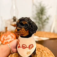 Bowser is registered to the contest to win money with this photo: adorable, animal, black, blurred_background, brown, cozy, cute, decor, dog, fall, fur, hand, indoor, pet, placemat, portrait, puppy, small, sweater, table