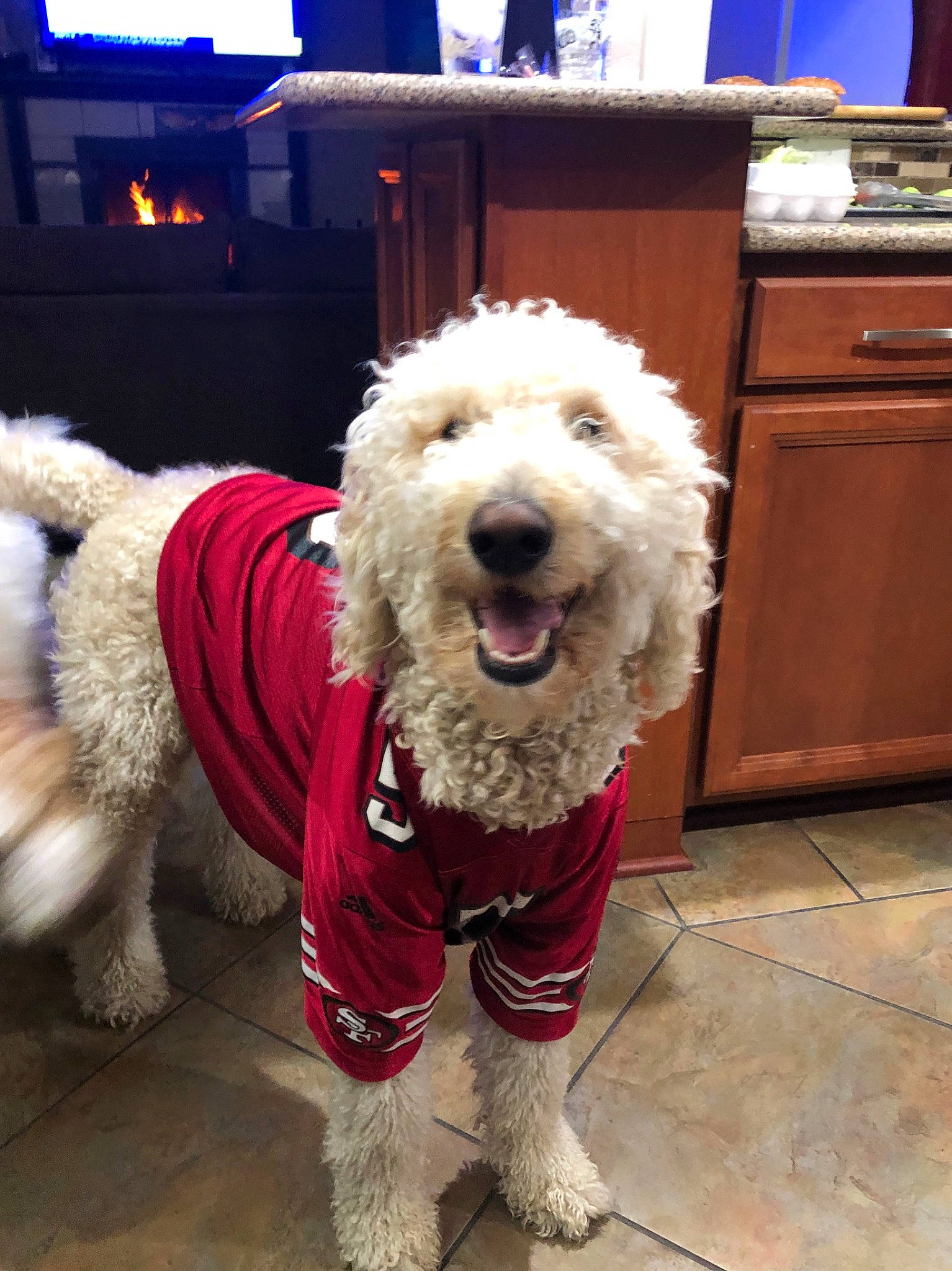 Honcho joined the competition — help win amazing prizes! canidae, carnivore, cockapoo, companion_dog, dog, dog_breed, goldendoodle, irish_soft_coated_wheaten_terrier, labradoodle, maltepoo, mammal, old_english_sheepdog, poodle, rare_breed_dog, schnoodle, snout, sporting_group, terrier, toy_dog, vertebrate