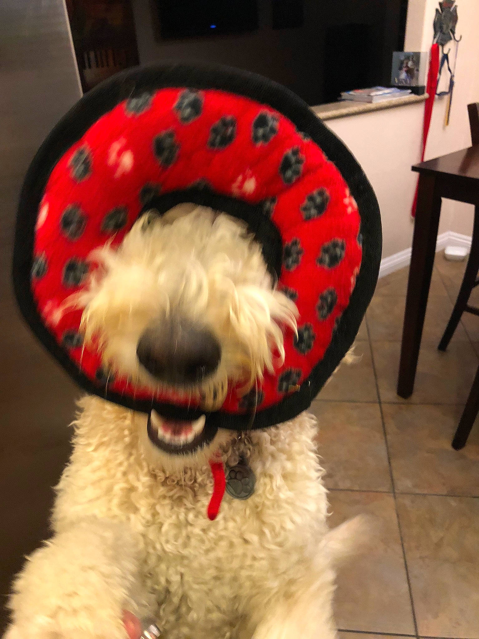 Honcho is registered to the contest to win money with this photo: canidae, carnivore, cockapoo, companion_dog, dog, dog_breed, goldendoodle, irish_soft_coated_wheaten_terrier, labradoodle, mammal, non_sporting_group, puppy, rare_breed_dog, schnoodle, sealyham_terrier, snout, sporting_group, sporting_lucas_terrier, terrier, toy_dog