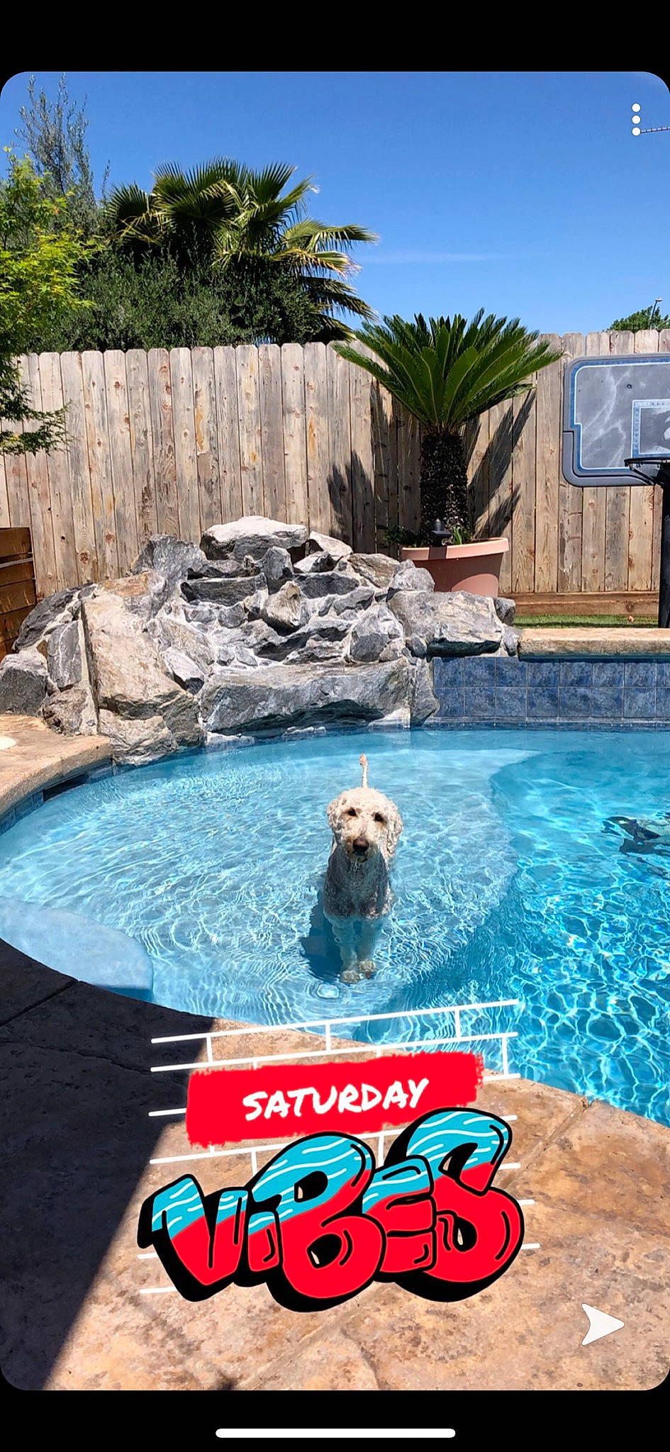 Honcho joined the competition — help win amazing prizes! backyard, canidae, composite_material, fawn, fun, games, leisure, swimming, swimming_pool, vacation, water, water_feature