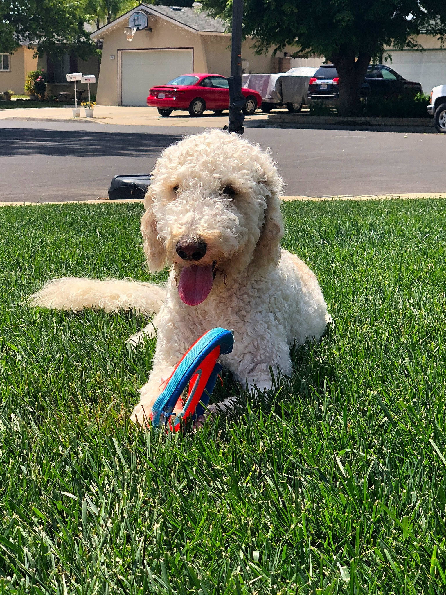 Honcho joined the competition — help win amazing prizes! briquet_griffon_vendeen, canidae, carnivore, cockapoo, companion_dog, dog, dog_breed, goldendoodle, grass, labradoodle, lagotto_romagnolo, lawn, mammal, petit_basset_griffon_vendeen, poodle_crossbreed, rare_breed_dog, spanish_water_dog, sporting_group, terrier, vertebrate