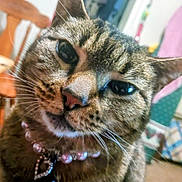 Toya is registered to the contest to win money with this photo: cat, tabby_cat, close_up, indoor, pet, collar, beads, heart_shaped_pendant, whiskers, fur, face, ears, eyes, nose, mouth, furniture, chair, background, blurred, curious