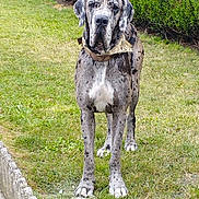 Thor a rejoint le concours — aidez-le/la à gagner de superbes lots ! alert, animal, bandana, camouflage, canine, daylight, dog, fur, garden, grass, great_dane, greenery, large_dog, mammal, nature, outdoor, pet, portrait, standing, yard