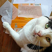 Hello Kitty participe au concours pour gagner de l'argent avec cette photo : art, carnivore, cat, collar, domestic_short_haired_cat, fang, felidae, fur, handwriting, hardwood, paper, paper_product, paw, small_to_medium_sized_cats, snout, tail, terrestrial_animal, whiskers, window, wood