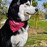 dog, husky, siberian_husky, black_and_white, bandana, red_bandana, outdoor, garden, grass, trees, blue_sky, clouds, portrait, profile, animal, pet, leash, fence, sunlight, social_media