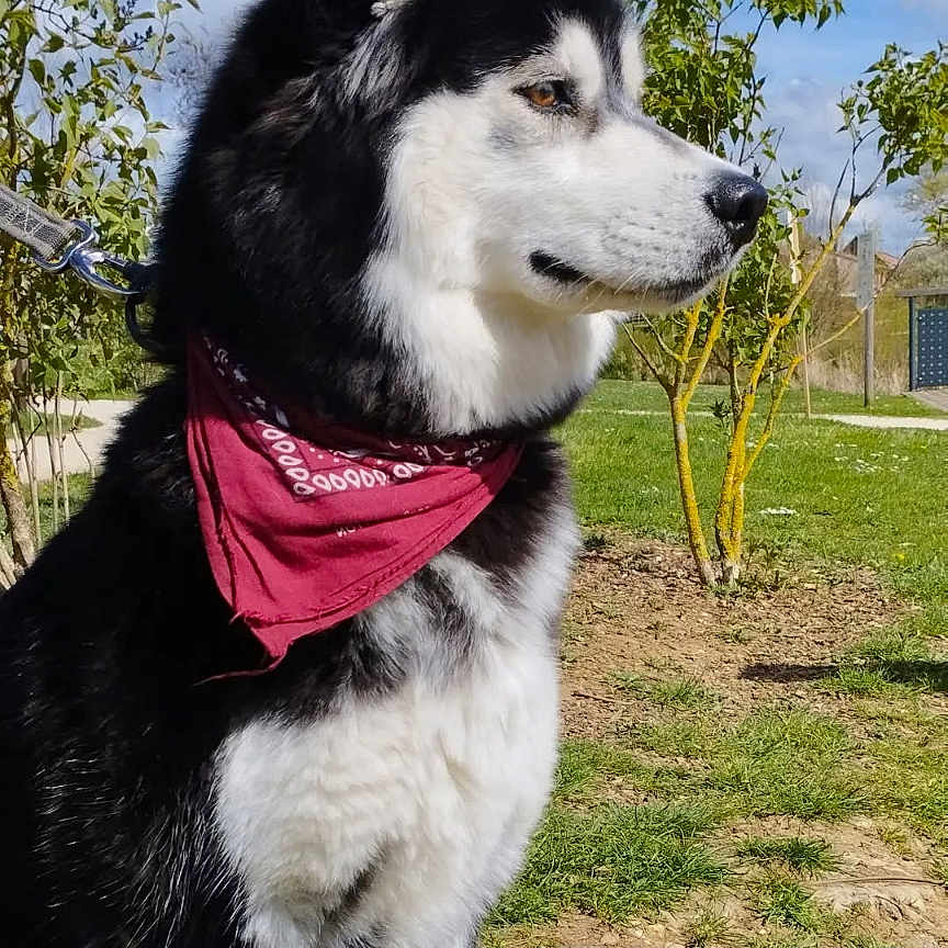 Bounty participe au concours pour gagner de l'argent avec cette photo : dog, husky, siberian_husky, black_and_white, bandana, red_bandana, outdoor, garden, grass, trees, blue_sky, clouds, portrait, profile, animal, pet, leash, fence, sunlight, social_media