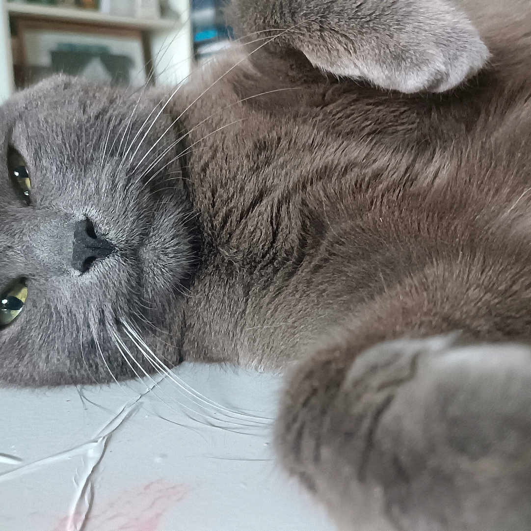Misty