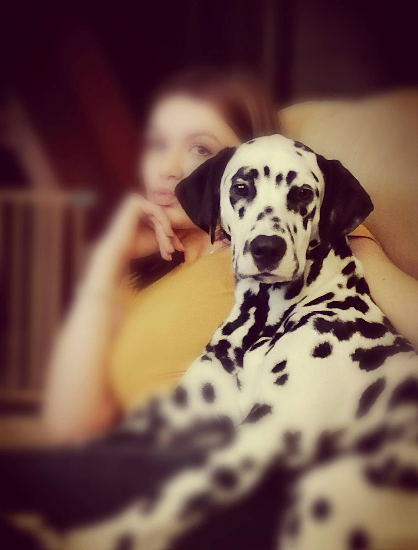 Dobby a rejoint le concours — aidez-le/la à gagner de superbes lots ! canidae, carnivore, comfort, companion_dog, dalmatian, dog, dog_breed, dog_supply, fawn, flash_photography, fur, great_dane, guard_dog, happy, monochrome, monochrome_photography, sitting, snout, sporting_group, working_animal