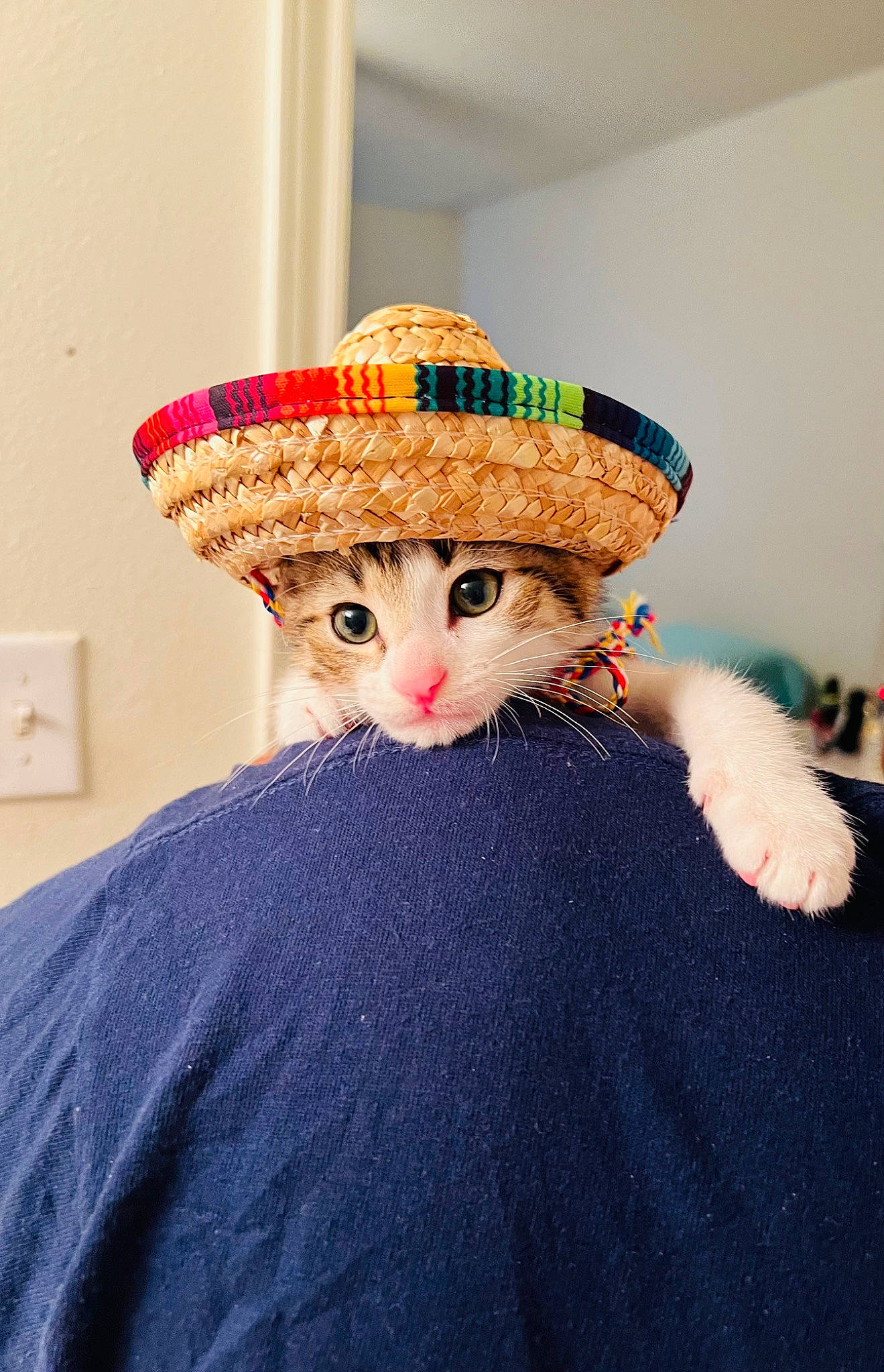 Benito joined the competition — help win amazing prizes! cap, costume_hat, doll, dress, eye, fashion_design, fedora, fur, hair_accessory, hat, head, headgear, headpiece, light_switch, pattern, sun_hat, sunglasses, toy, vintage_clothing, wool