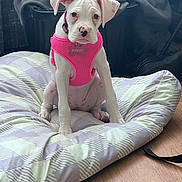 Sassy is registered to the contest to win money with this photo: adorable, animal, blanket, collar, cushion, cute, dog, ears, floor, flooring, indoor, looking, pet, pink_harness, puppy, sitting, spots, tag, white_dog, young_dog