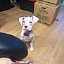 animal, boxes, collar, cute, dog, floor, home_interior, indoor, looking_up, moving_boxes, pet_collar, pet_tag, pink_tag, puppy, small_dog, uhaul, waiting, white_dog, wooden_floor, young_dog