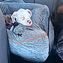 Sassy joined the competition — help win amazing prizes! animal, blanket, car_interior, car_seat, cozy, cute, dog, domestic_animal, pet_accessory, pet_bed, pink_nose, puppy, relaxing, resting, seat, sleeping, soft, travel, white_dog, young_dog