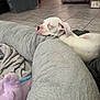 Sassy is registered to the contest to win money with this photo: blanket, cardboard_box, cozy, crate, dog, domestic, ear, fabric, fur, home, indoor, pet, plush_pillow, quiet, relaxation, resting, sleeping, snout, tile_floor, white_dog