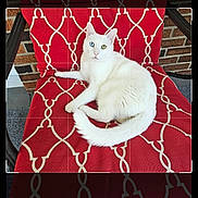 Oliver is registered to the contest to win money with this photo: animal, blue_eye, brick_wall, cat, chair, cushion, domestic_cat, feline, fur, green_eye, heterochromia, outdoor, patterned_cushion, pet, portrait, red_cushion, relaxed, sitting, whiskers, white_cat